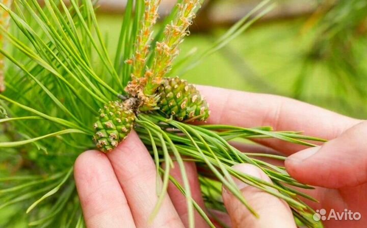 Сосновые шишки молодые в вакууме Предзаказ