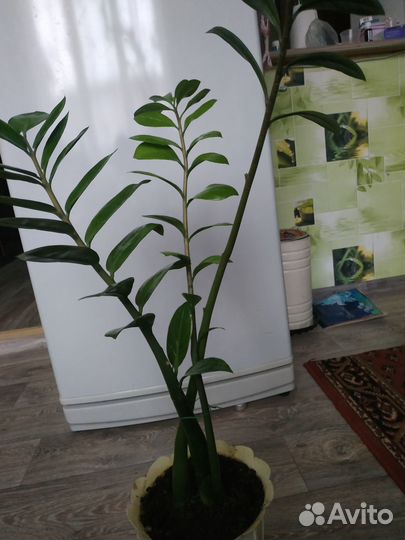 Замиокулькас