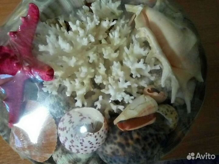 Морские ракушки