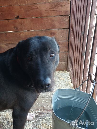 Собачке Токио очень плохо в приюте