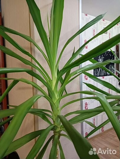 Юкка икеевская