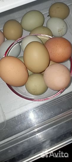 Домашние куриные яйца