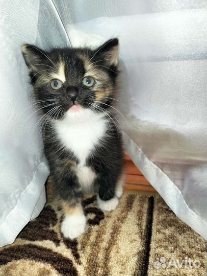 Котенок девочка