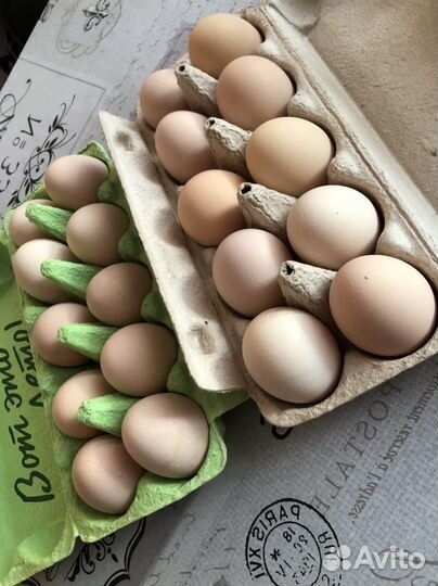 Продам домашние куриные яйца