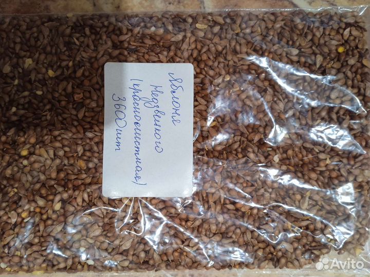 Семена Краснолистной яблони Недзвецкого 100 г