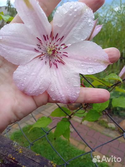 Клематисы.бронь на весну