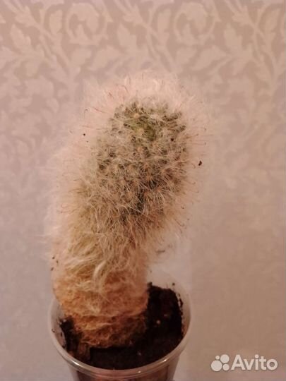 Стапелия,молочай