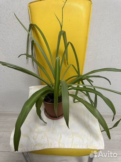 Хлорофитум