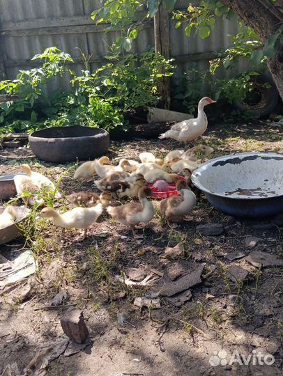 Утка с утятами. Индоутки