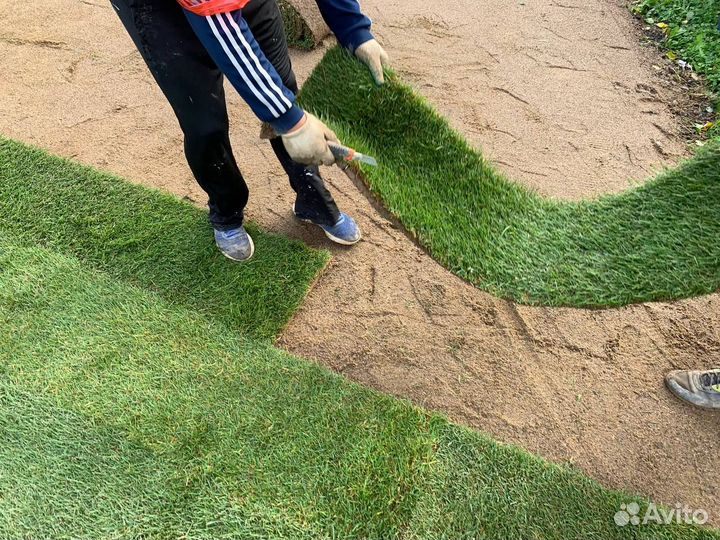 Рулонный газон для дома и дачи