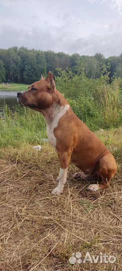 Амстафф вязка