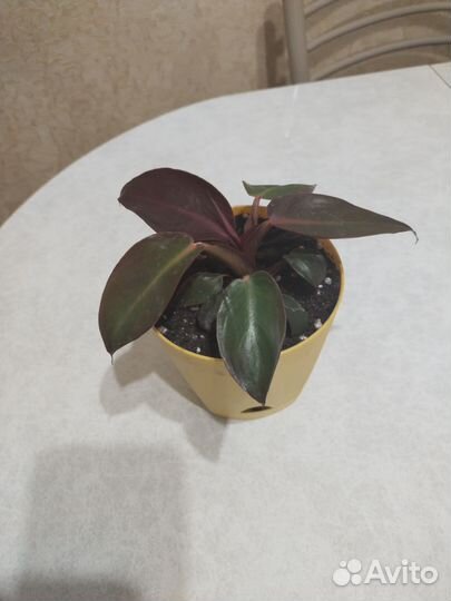 Филодендрон ред сан