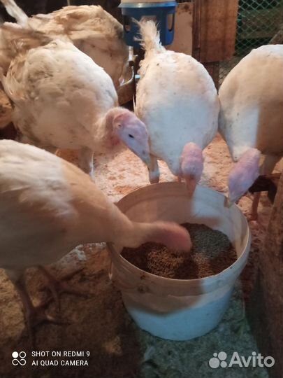 Индюк. Тяжёлый кросс Биг6. 2 мес. 3 нед