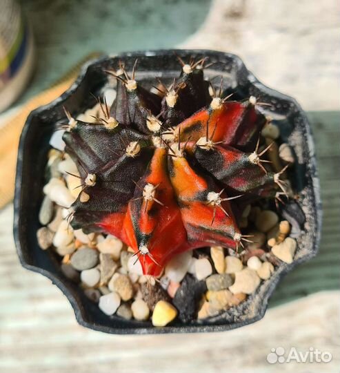 Кактус Гимнокалициум вариегатный