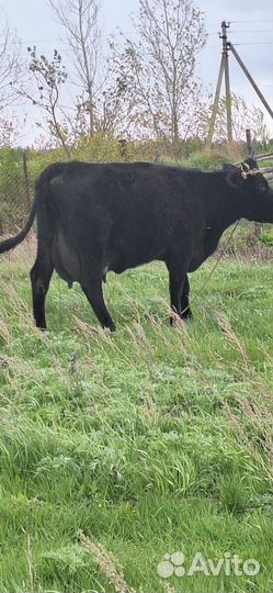 Корова дойная с теленком