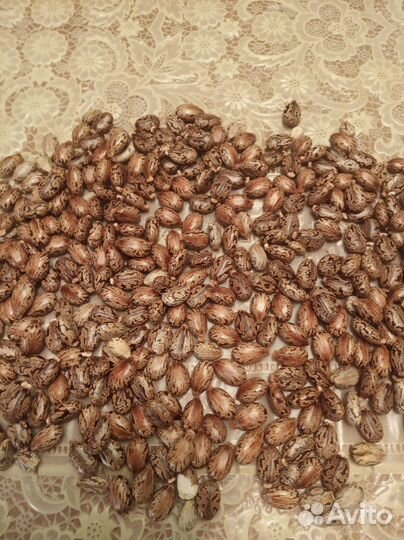 Семена клещевины