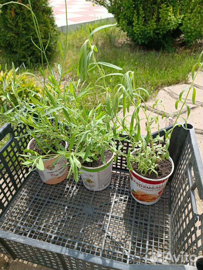 Лаванда саженцы