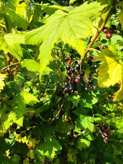 Дом 36 м² на участке 5,5 сот.