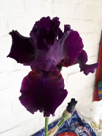 Ирис фиолетовый