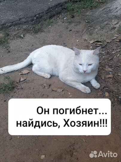 Белый кот один