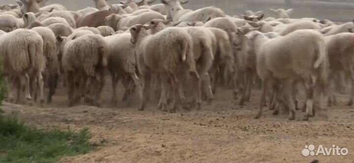 Катумские овцы бараны, ягнята Дорпер из Канады