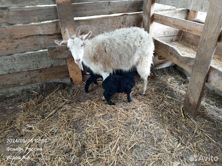 Козы и козлята