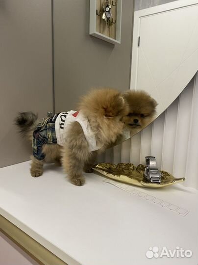 Комбинезон для маленькой собачки