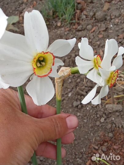 Клематис крупноцветковый