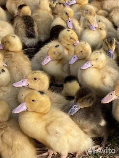Цыплята, утята, куры молодки