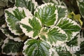 Ампельные растения дихондра,плектрантус