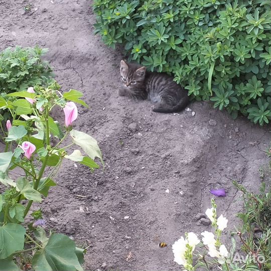 Кошки в добрые руки бесплатно