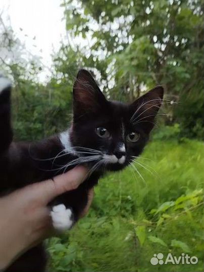 Крутая в поисках мам, пап