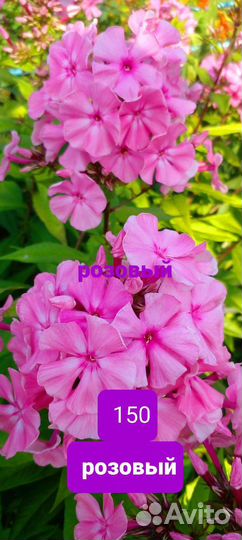 Лилейники, флоксы