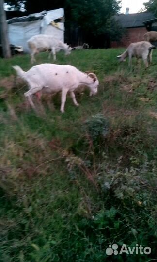 Козье молоко, мясо,творог, сыр, риккота, сыворотка