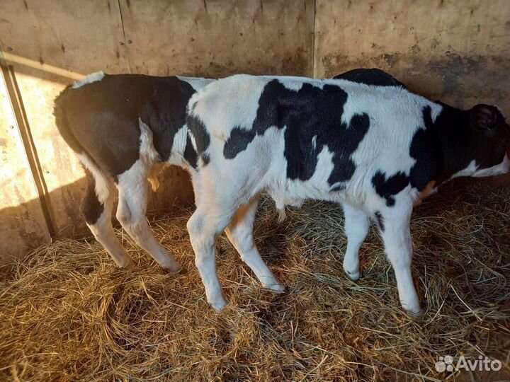 Бычки элитные