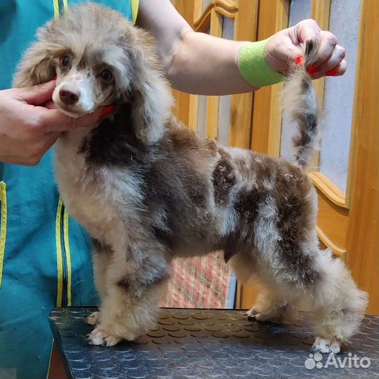 Мерле пуделя