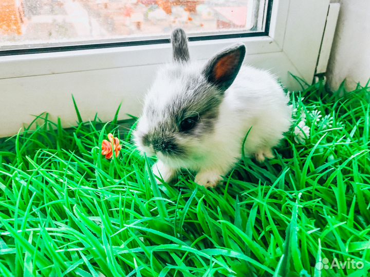 Мини карликовый кролик