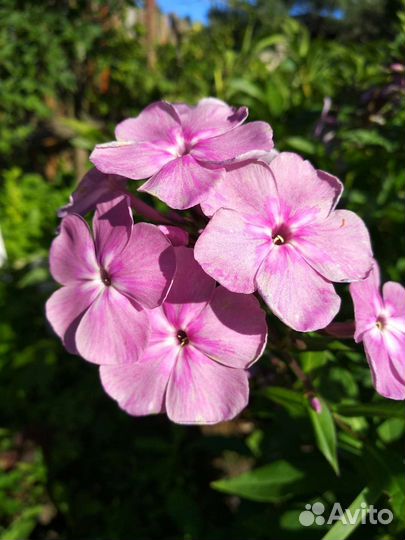 Флоксы метельчатые