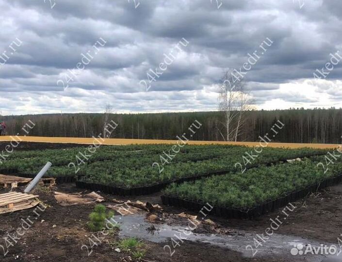 Саженцы сибирского кедра