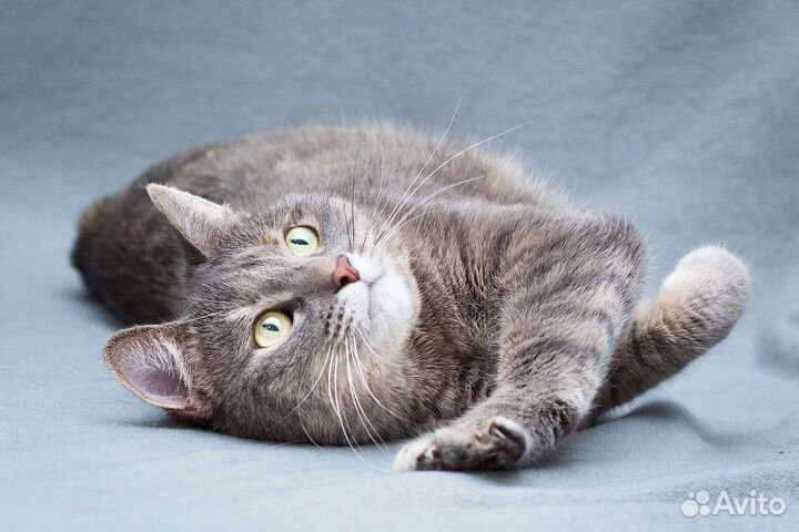 Кошка Леди Мэри ищет дом