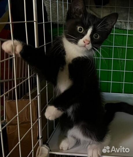 Прекрасные котята в добрые руки, бесплатно