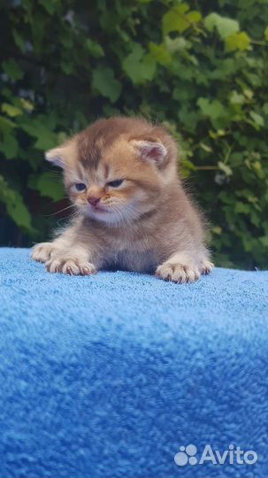 Золотые британцы