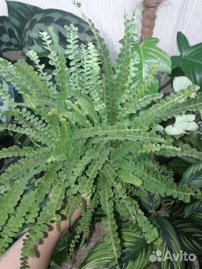 Нефролепис Кардифолия Даффи (сердцелистный)