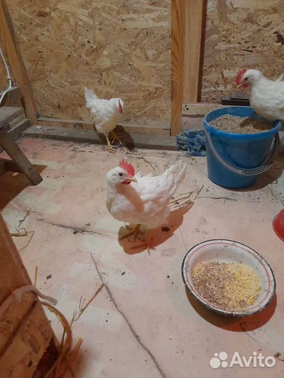 Петухи породы Леггорн