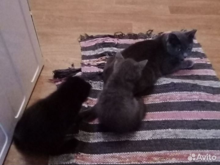 Котята в добрые руки