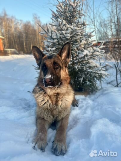 Вязка немецкая овчарка