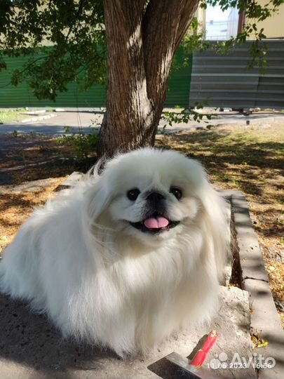 Вязка пекинес