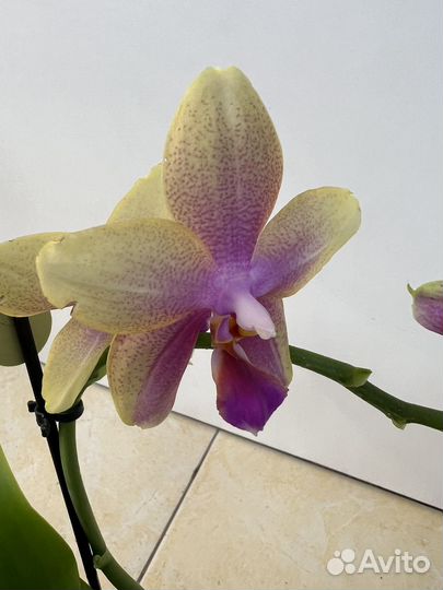 Орхидея фаленопсис лиодоро
