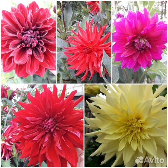 Георгин (клубни)