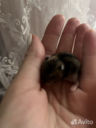 Джунгарский хомяк